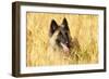 Tervuren Belgian Shepherd Dog in Field-null-Framed Photographic Print