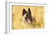 Tervuren Belgian Shepherd Dog in Field-null-Framed Photographic Print