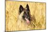 Tervuren Belgian Shepherd Dog in Field-null-Mounted Photographic Print