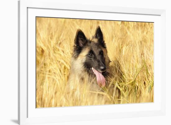 Tervuren Belgian Shepherd Dog in Field-null-Framed Photographic Print