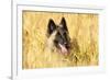 Tervuren Belgian Shepherd Dog in Field-null-Framed Photographic Print