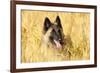 Tervuren Belgian Shepherd Dog in Field-null-Framed Photographic Print