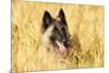 Tervuren Belgian Shepherd Dog in Field-null-Mounted Photographic Print