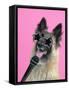 Tervuren, with Microphone and Glasses-null-Framed Stretched Canvas