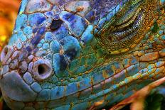 Amazing Iguana Specimen Displaying a Beautiful Blue Colorization of the Scales - 2-TessarTheTegu-Mounted Photographic Print