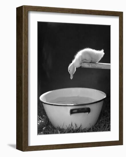 Testing the Water-The Chelsea Collection-Framed Art Print