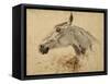Testo Di Cavallo-Henri de Toulouse-Lautrec-Framed Stretched Canvas