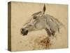 Testo Di Cavallo-Henri de Toulouse-Lautrec-Stretched Canvas