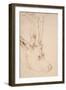 Tete De Chevreuil Male - Dessin De Albrecht Durer (1471-1528), Vers 1503 - Head of a Roebuck - Pen-Albrecht Dürer or Duerer-Framed Giclee Print