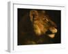 Tete de lionne. Head of a lioness-Theodore Gericault-Framed Giclee Print