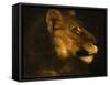 Tete de lionne. Head of a lioness-Theodore Gericault-Framed Stretched Canvas