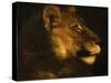 Tete de lionne. Head of a lioness-Theodore Gericault-Stretched Canvas