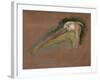 Tête de pélican-Pieter Boel-Framed Giclee Print