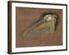 Tête de pélican-Pieter Boel-Framed Giclee Print