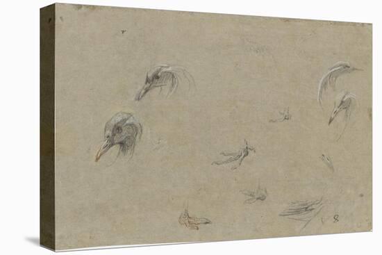 Têtes d'oiseau, plumage et pattes-Pieter Boel-Stretched Canvas