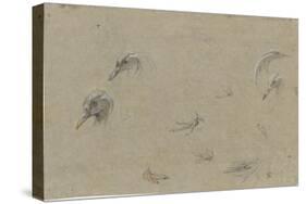 Têtes d'oiseau, plumage et pattes-Pieter Boel-Stretched Canvas