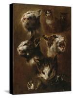 Têtes de chats, un lapin, une tête de chèvre-Pieter Boel-Stretched Canvas