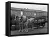 Tetley Shire Horses and Dray, Joshua Tetley Brewery, Leeds, West Yorkshire, 1966-Michael Walters-Framed Stretched Canvas