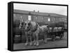 Tetley Shire Horses and Dray, Joshua Tetley Brewery, Leeds, West Yorkshire, 1966-Michael Walters-Framed Stretched Canvas