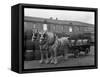 Tetley Shire Horses and Dray, Joshua Tetley Brewery, Leeds, West Yorkshire, 1966-Michael Walters-Framed Stretched Canvas