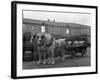 Tetley Shire Horses and Dray, Joshua Tetley Brewery, Leeds, West Yorkshire, 1966-Michael Walters-Framed Photographic Print