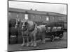 Tetley Shire Horses and Dray, Joshua Tetley Brewery, Leeds, West Yorkshire, 1966-Michael Walters-Mounted Photographic Print