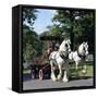 Tetley Shire Horses, Roundhay Park, Leeds, West Yorkshire, 1968-Michael Walters-Framed Stretched Canvas