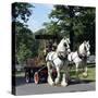 Tetley Shire Horses, Roundhay Park, Leeds, West Yorkshire, 1968-Michael Walters-Stretched Canvas