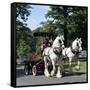 Tetley Shire Horses, Roundhay Park, Leeds, West Yorkshire, 1968-Michael Walters-Framed Stretched Canvas
