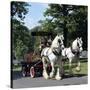 Tetley Shire Horses, Roundhay Park, Leeds, West Yorkshire, 1968-Michael Walters-Stretched Canvas