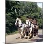 Tetley Shire Horses, Roundhay Park, Leeds, West Yorkshire, 1968-Michael Walters-Mounted Photographic Print