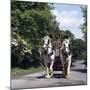 Tetley Shire Horses, Roundhay Park, Leeds, West Yorkshire, 1968-Michael Walters-Mounted Photographic Print