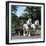 Tetley Shire Horses, Roundhay Park, Leeds, West Yorkshire, 1968-Michael Walters-Framed Photographic Print