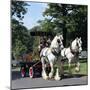 Tetley Shire Horses, Roundhay Park, Leeds, West Yorkshire, 1968-Michael Walters-Mounted Photographic Print