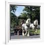 Tetley Shire Horses, Roundhay Park, Leeds, West Yorkshire, 1968-Michael Walters-Framed Photographic Print