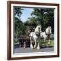 Tetley Shire Horses, Roundhay Park, Leeds, West Yorkshire, 1968-Michael Walters-Framed Photographic Print