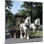 Tetley Shire Horses, Roundhay Park, Leeds, West Yorkshire, 1968-Michael Walters-Mounted Photographic Print