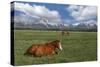 Teton Horses-Galloimages Online-Stretched Canvas