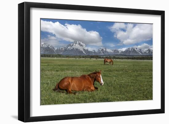 Teton Horses-Galloimages Online-Framed Photographic Print