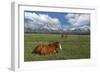 Teton Horses-Galloimages Online-Framed Photographic Print