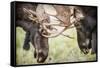 Teton NP, Wyoming, USA. Close-up of Two Bull Moose Locking Horns-Janet Muir-Framed Stretched Canvas