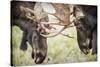 Teton NP, Wyoming, USA. Close-up of Two Bull Moose Locking Horns-Janet Muir-Stretched Canvas