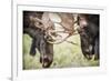 Teton NP, Wyoming, USA. Close-up of Two Bull Moose Locking Horns-Janet Muir-Framed Photographic Print