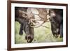 Teton NP, Wyoming, USA. Close-up of Two Bull Moose Locking Horns-Janet Muir-Framed Photographic Print