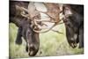 Teton NP, Wyoming, USA. Close-up of Two Bull Moose Locking Horns-Janet Muir-Mounted Photographic Print