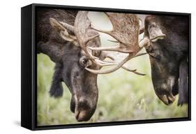 Teton NP, Wyoming, USA. Close-up of Two Bull Moose Locking Horns-Janet Muir-Framed Stretched Canvas