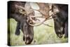 Teton NP, Wyoming, USA. Close-up of Two Bull Moose Locking Horns-Janet Muir-Stretched Canvas
