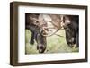 Teton NP, Wyoming, USA. Close-up of Two Bull Moose Locking Horns-Janet Muir-Framed Photographic Print