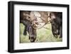 Teton NP, Wyoming, USA. Close-up of Two Bull Moose Locking Horns-Janet Muir-Framed Photographic Print