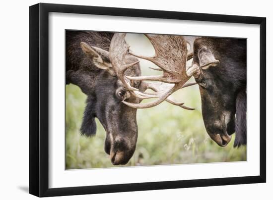 Teton NP, Wyoming, USA. Close-up of Two Bull Moose Locking Horns-Janet Muir-Framed Photographic Print